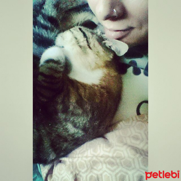 Tekir Kedi, Kedi  Kıtır fotoğrafı