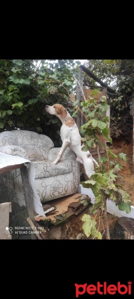 Pointer, Köpek  Roddy fotoğrafı