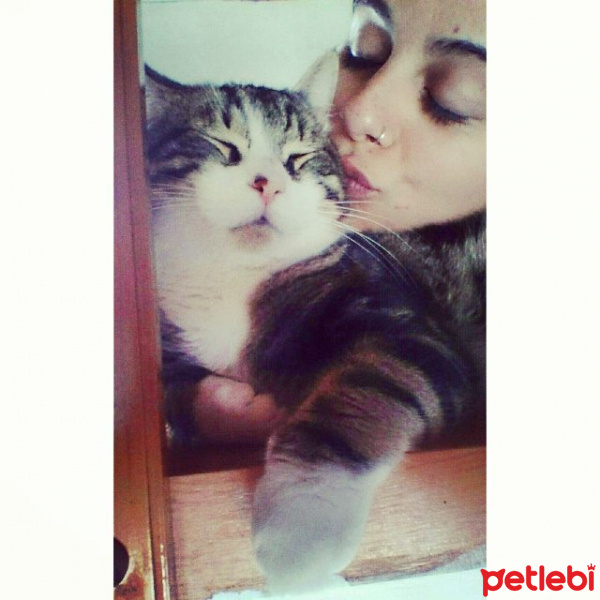 Tekir Kedi, Kedi  Sensei fotoğrafı