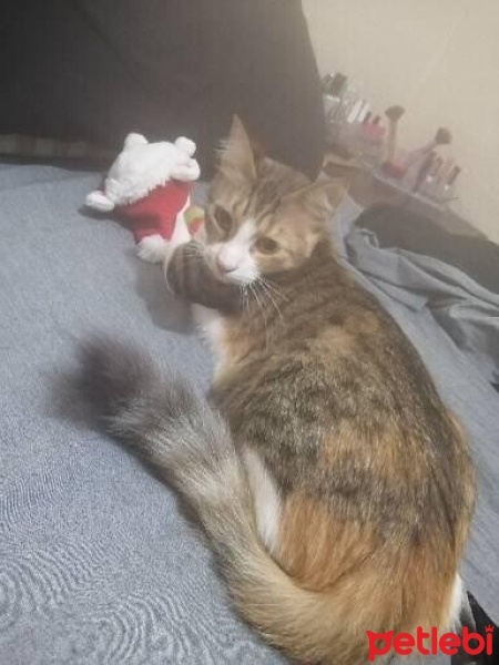 Tekir Kedi, Kedi  Balım fotoğrafı