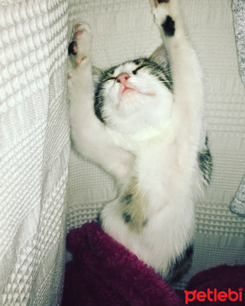 Tekir Kedi, Kedi  Çerez fotoğrafı