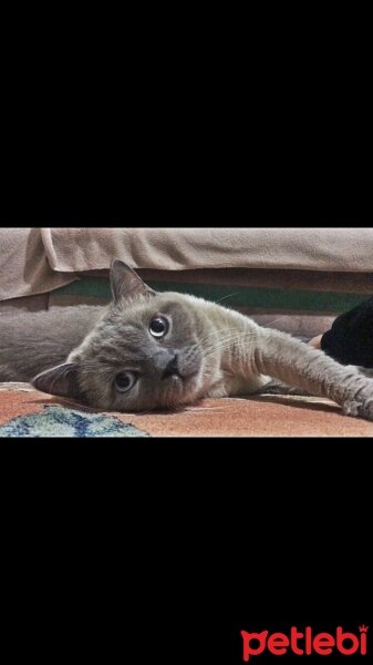 British Shorthair, Kedi  Bahtiyar fotoğrafı