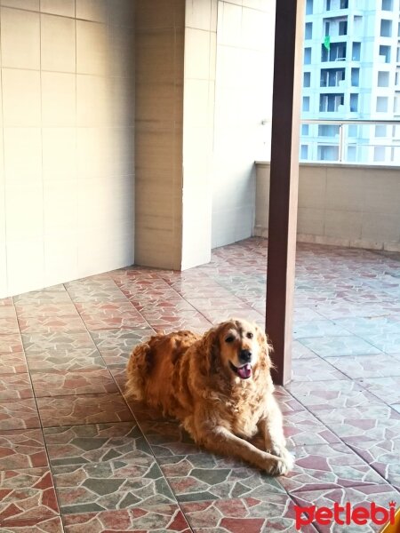 Golden Retriever, Köpek  tosy fotoğrafı