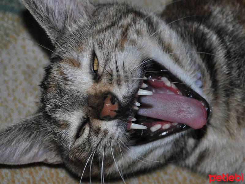 Bengal, Kedi  panço fotoğrafı