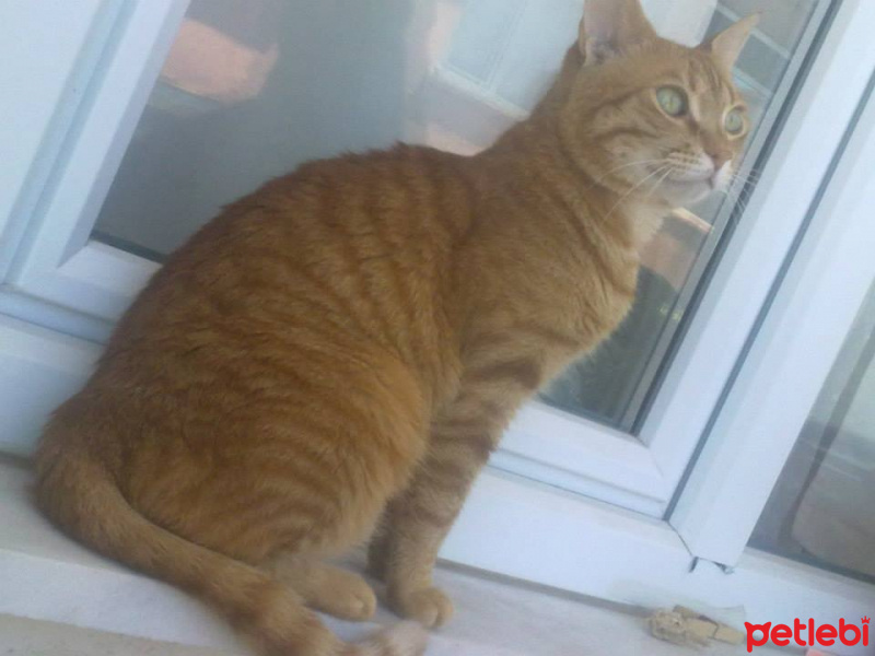 Soke, Kedi  Bızdık fotoğrafı