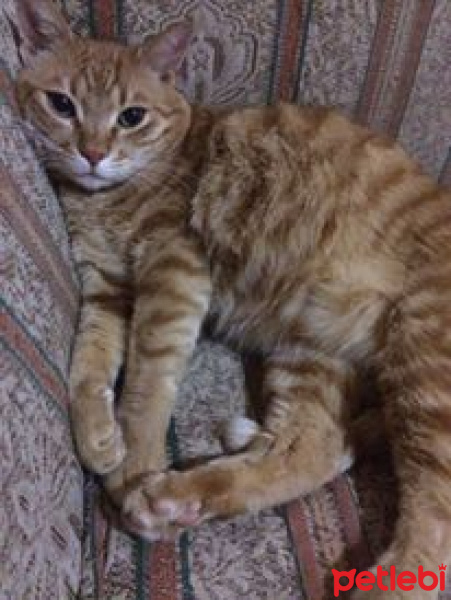 Soke, Kedi  Bızdık fotoğrafı
