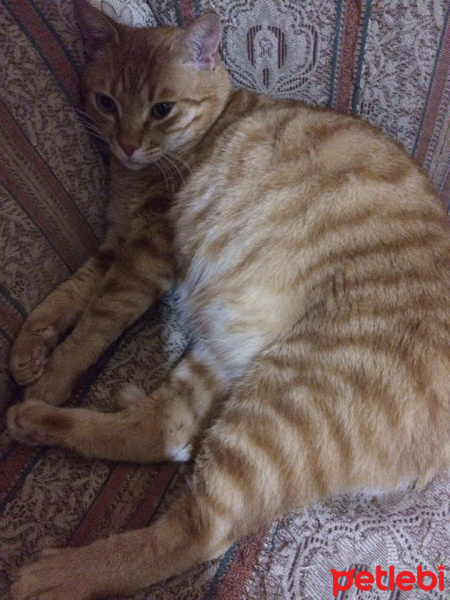 Soke, Kedi  Bızdık fotoğrafı