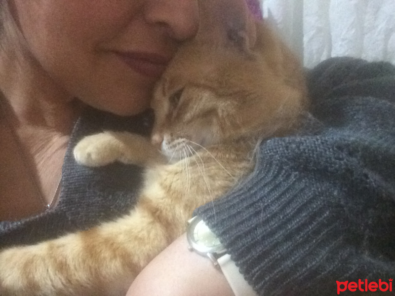Soke, Kedi  Bızdık fotoğrafı