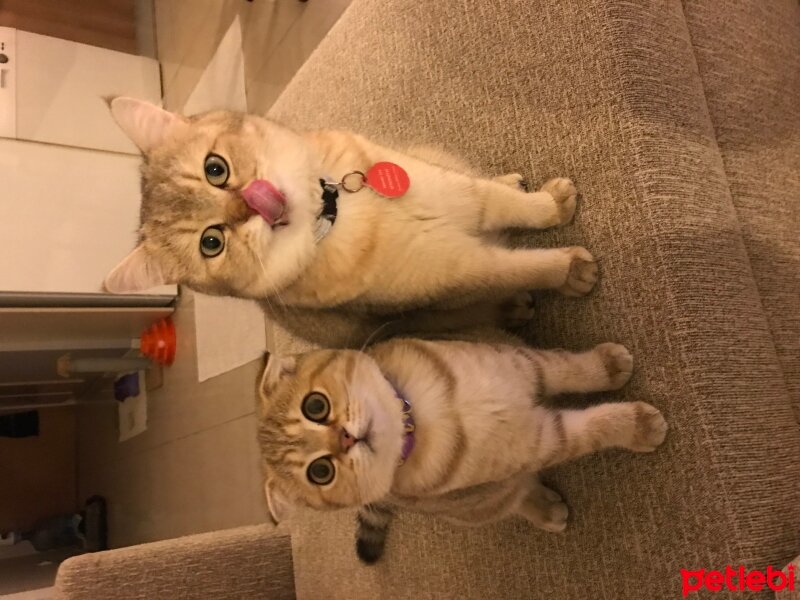 British Shorthair, Kedi  Robin fotoğrafı