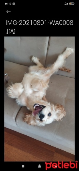 Amerikan Cocker Spaniel, Köpek  Şila fotoğrafı