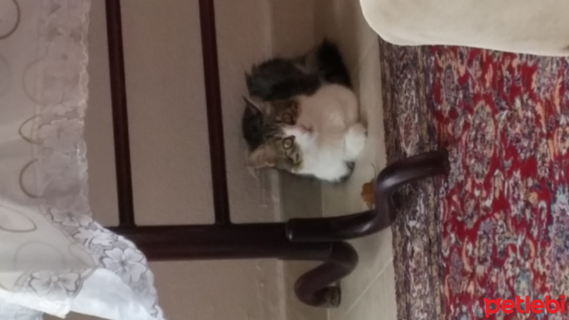 Tekir Kedi, Kedi  Şeker fotoğrafı