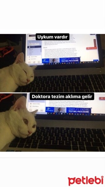 Ankara Kedisi, Kedi  SÜTLAÇ EFE fotoğrafı