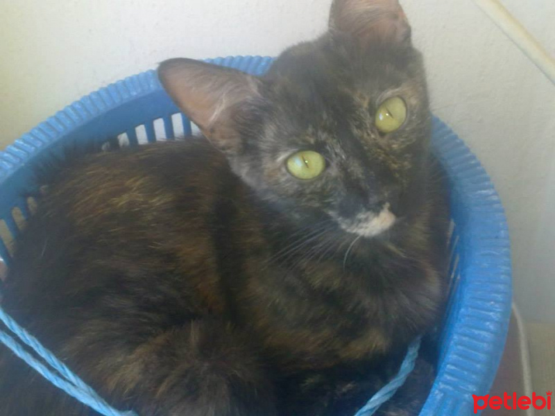 Soke, Kedi  Fiona fotoğrafı
