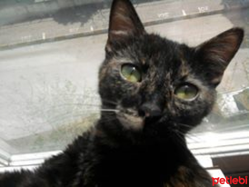 Soke, Kedi  Fiona fotoğrafı