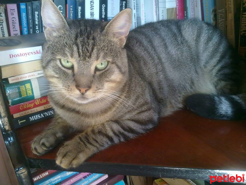 Tekir Kedi, Kedi  Esma oğlan ;) fotoğrafı