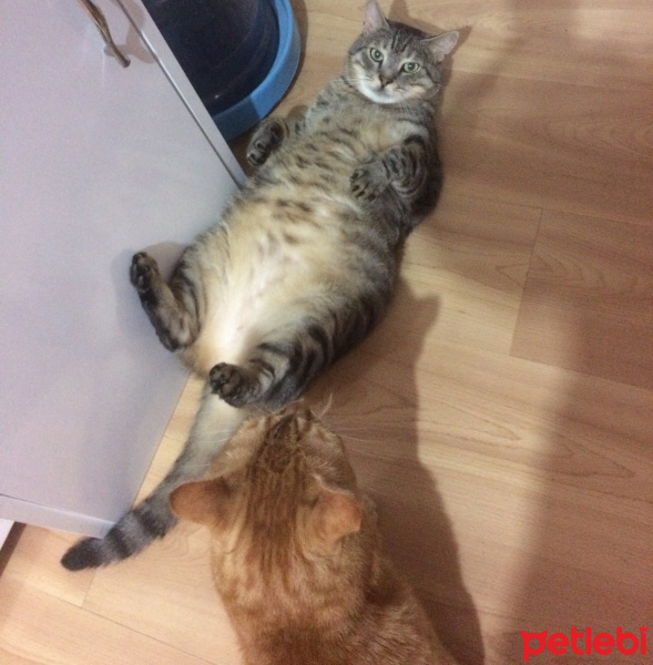 Tekir Kedi, Kedi  Esma oğlan ;) fotoğrafı