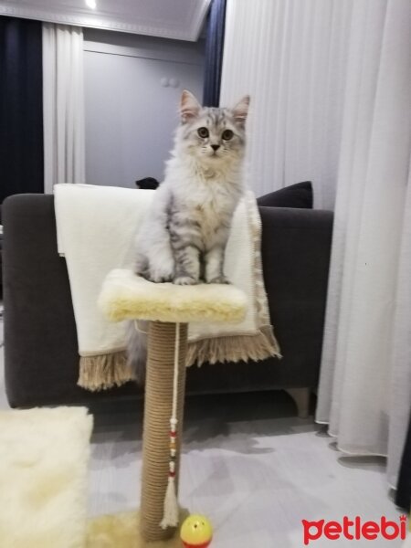 Scottish Fold, Kedi  Duman fotoğrafı