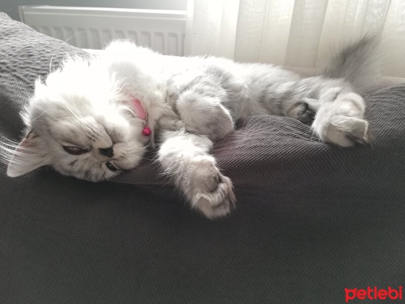 Scottish Fold, Kedi  Duman fotoğrafı