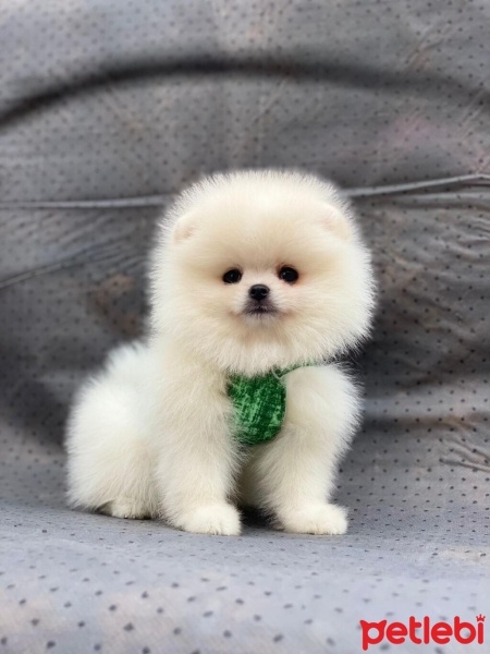 Pomeranyalı, Köpek  pomeranian fotoğrafı