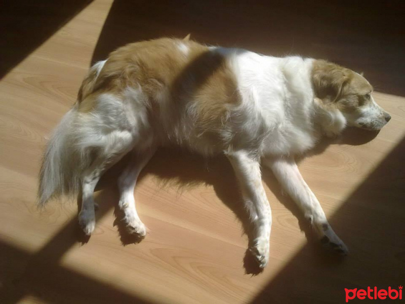 Golden Retriever, Köpek  Soytarı fotoğrafı