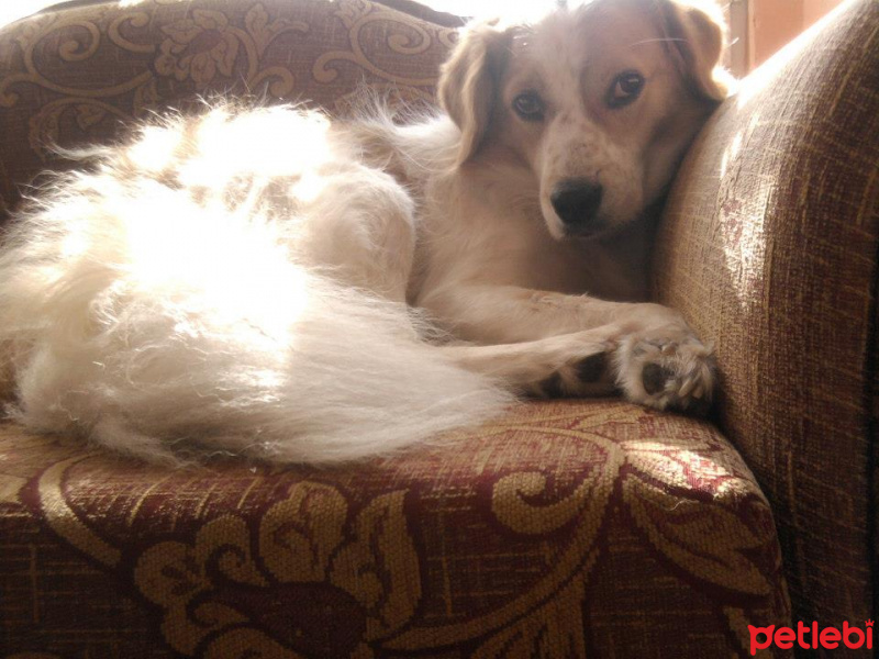Golden Retriever, Köpek  Soytarı fotoğrafı