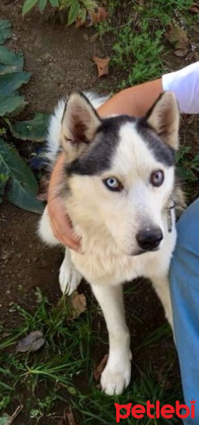 Sibirya Kurdu (Husky), Köpek  Reis fotoğrafı