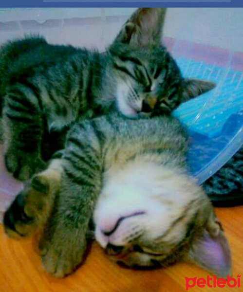 Tekir Kedi, Kedi  Ponçik ve sıska  fotoğrafı