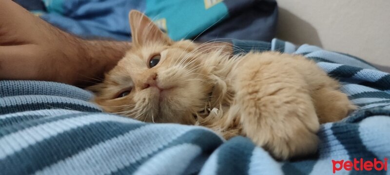 Norwegian Forest, Kedi  Rebellious (Rebel) fotoğrafı