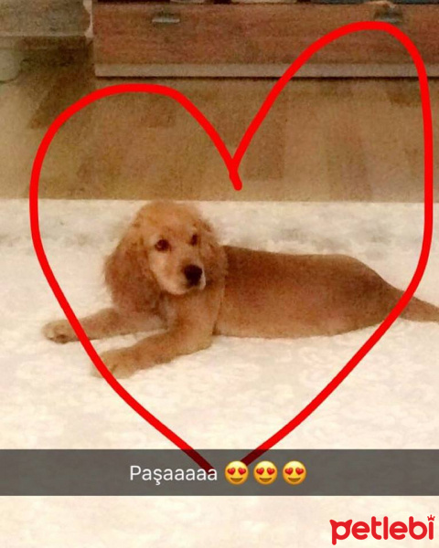 Amerikan Cocker Spaniel, Köpek  PAŞA fotoğrafı