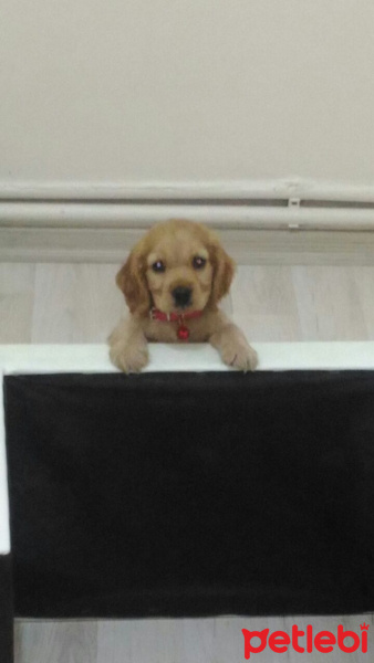 Amerikan Cocker Spaniel, Köpek  PAŞA fotoğrafı