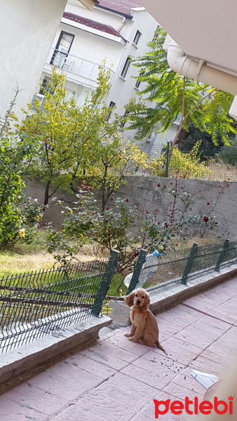 Amerikan Cocker Spaniel, Köpek  PAŞA fotoğrafı