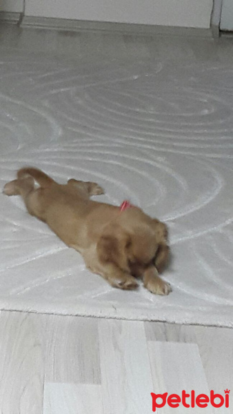 Amerikan Cocker Spaniel, Köpek  PAŞA fotoğrafı