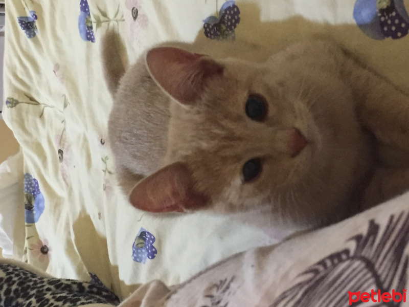 Tekir Kedi, Kedi  Köpük fotoğrafı