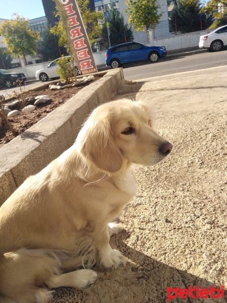 Golden Retriever, Köpek  Çilek fotoğrafı