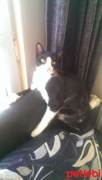 Sarman, Kedi  Micho fotoğrafı