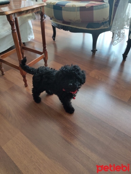 Poodle (Minyatür Kaniş), Köpek  Zeytin fotoğrafı