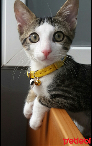 Tekir Kedi, Kedi  Paşa fotoğrafı