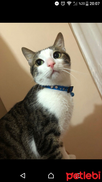 Tekir Kedi, Kedi  Paşa fotoğrafı