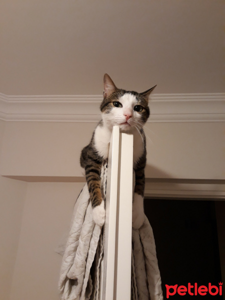 Tekir Kedi, Kedi  Paşa fotoğrafı