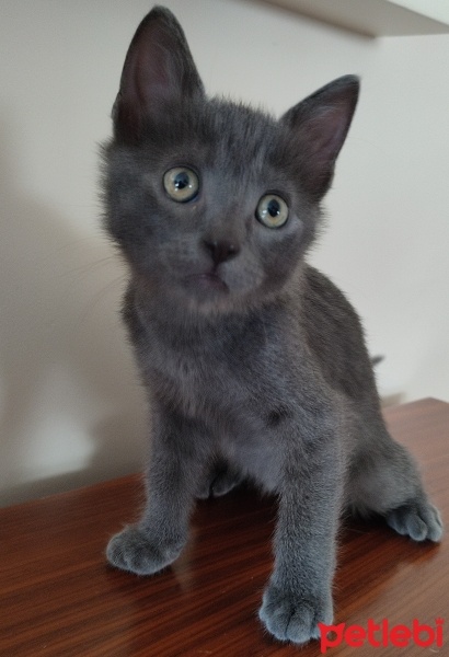 Mavi Rus, Kedi  MAVİ RUS 2,5 AYLIK EŞYALARIYLA SAHİPLENDİRİLECEK fotoğrafı