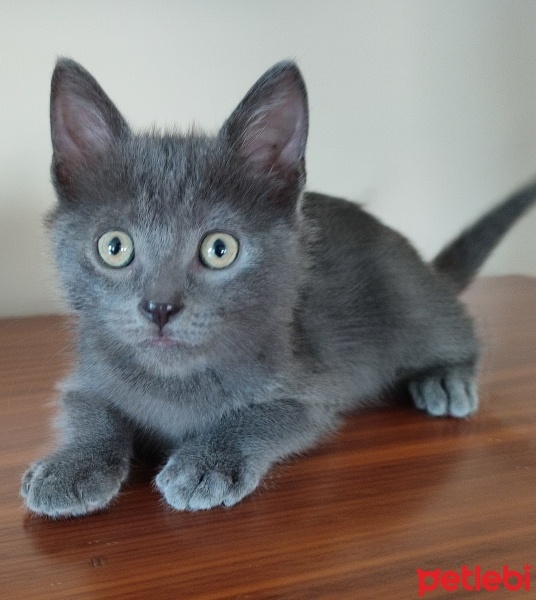 Mavi Rus, Kedi  MAVİ RUS 2,5 AYLIK EŞYALARIYLA SAHİPLENDİRİLECEK fotoğrafı