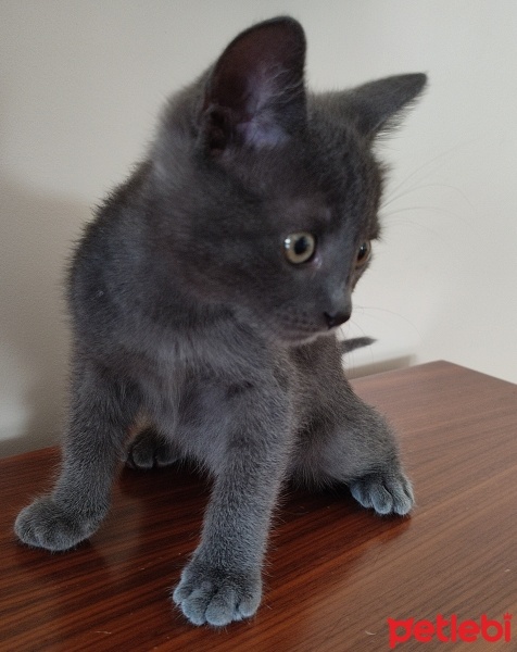 Mavi Rus, Kedi  MAVİ RUS 2,5 AYLIK EŞYALARIYLA SAHİPLENDİRİLECEK fotoğrafı