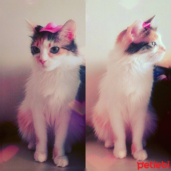 Ankara Kedisi, Kedi  Pamuşuk fotoğrafı