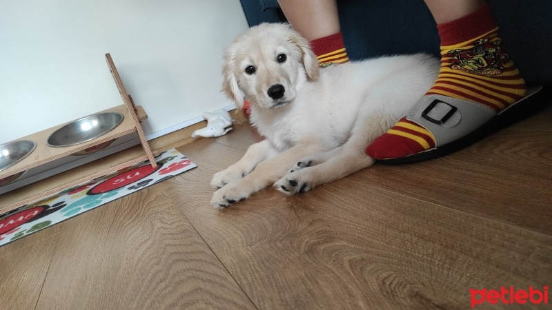Golden Retriever, Köpek  Gofrik fotoğrafı