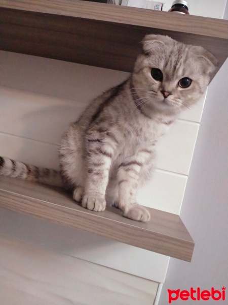 Scottish Fold, Kedi  Jack fotoğrafı