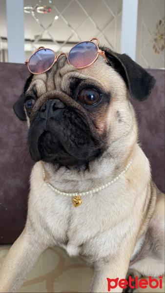 Pug, Köpek  Zeus fotoğrafı
