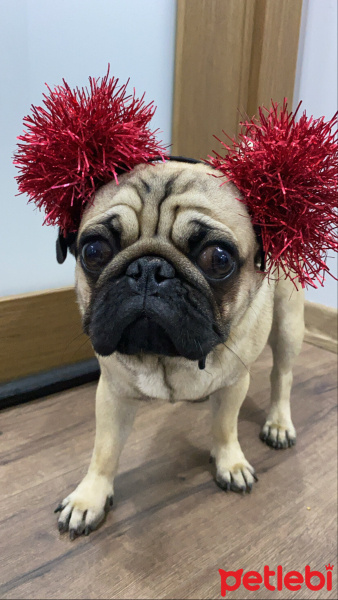 Pug, Köpek  Zeus fotoğrafı