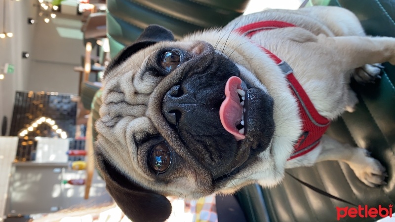 Pug, Köpek  Zeus fotoğrafı