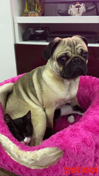 Pug, Köpek  Zeus fotoğrafı