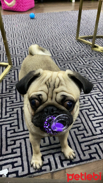 Pug, Köpek  Zeus fotoğrafı